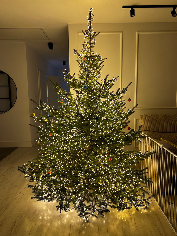 żywa choinka poznań