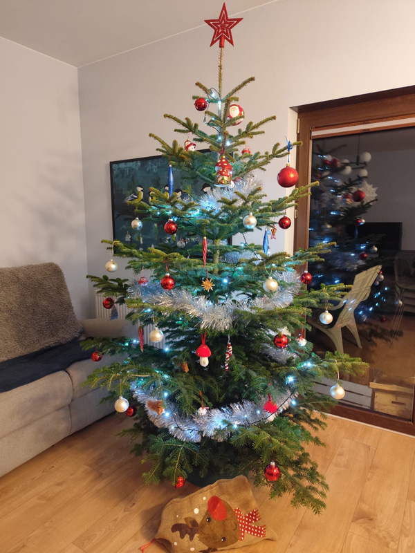 żywa choinka poznań