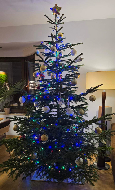 żywa choinka poznań