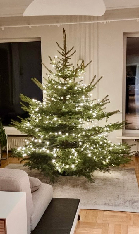 żywa choinka poznań